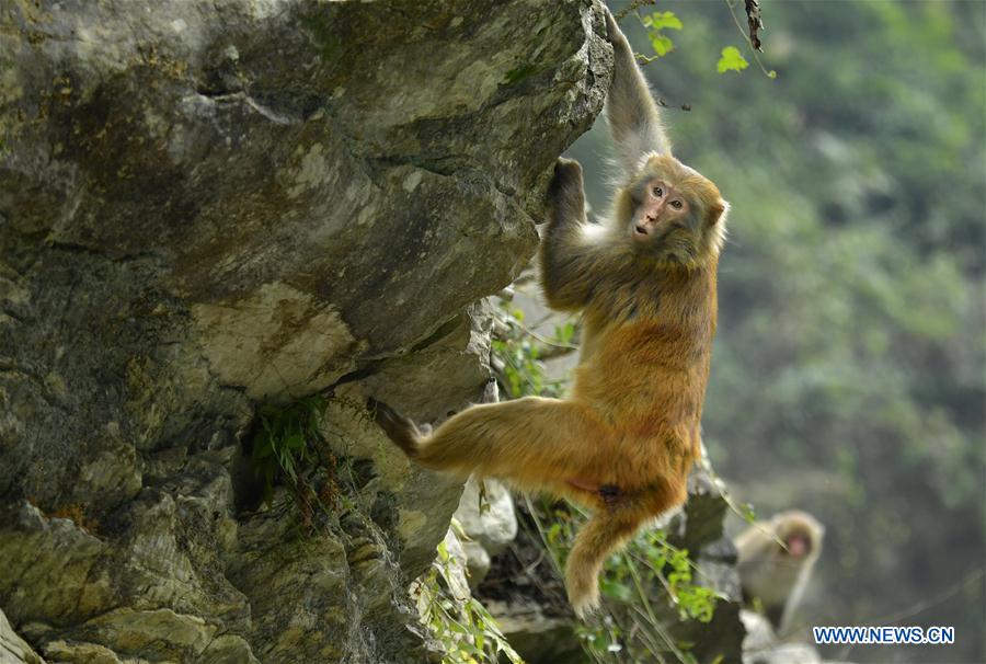 #CHINA-HUBEI-WILD MACAQUE (CN)