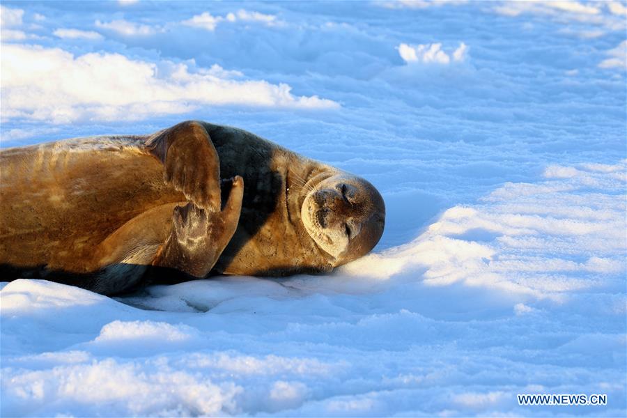 CHINA-XUELONG-ANTARCTIC EXPEDITION-ANIMALS