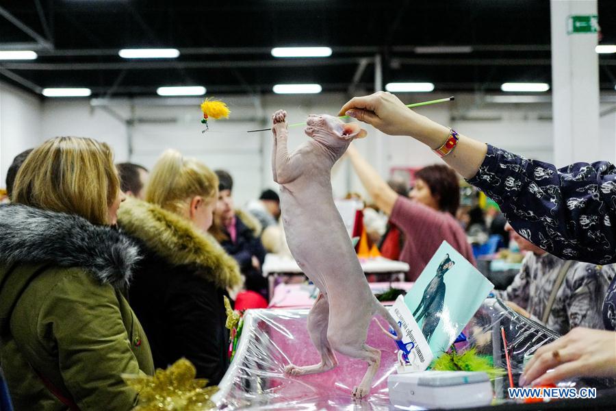 RUSSIA-MOSCOW-CAT SHOW