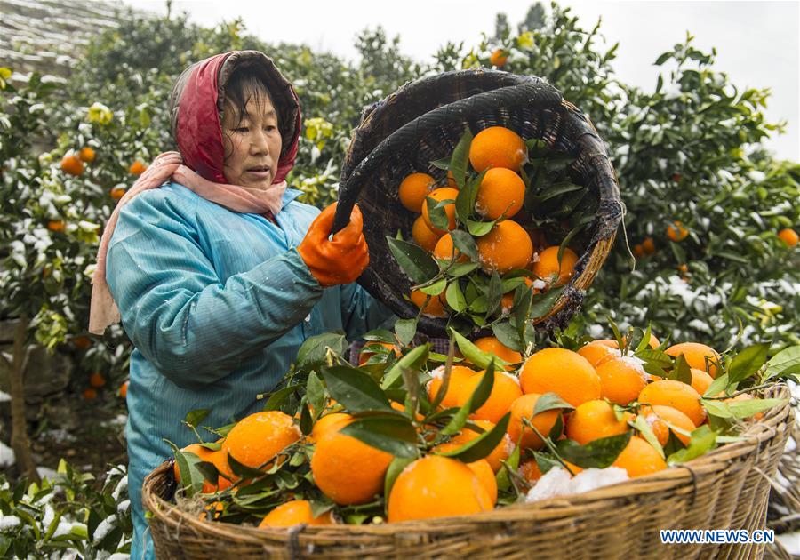 #CHINA-HUBEI-NAVEL ORANGE (CN)