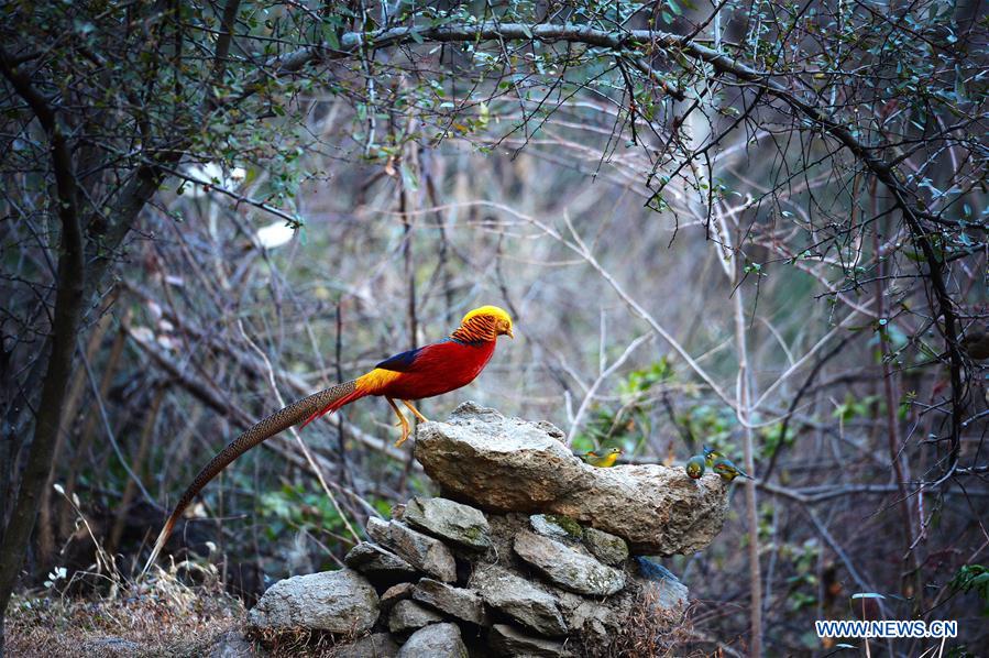 CHINA-SHAANXI-GOLDEN PHEASANT (CN)