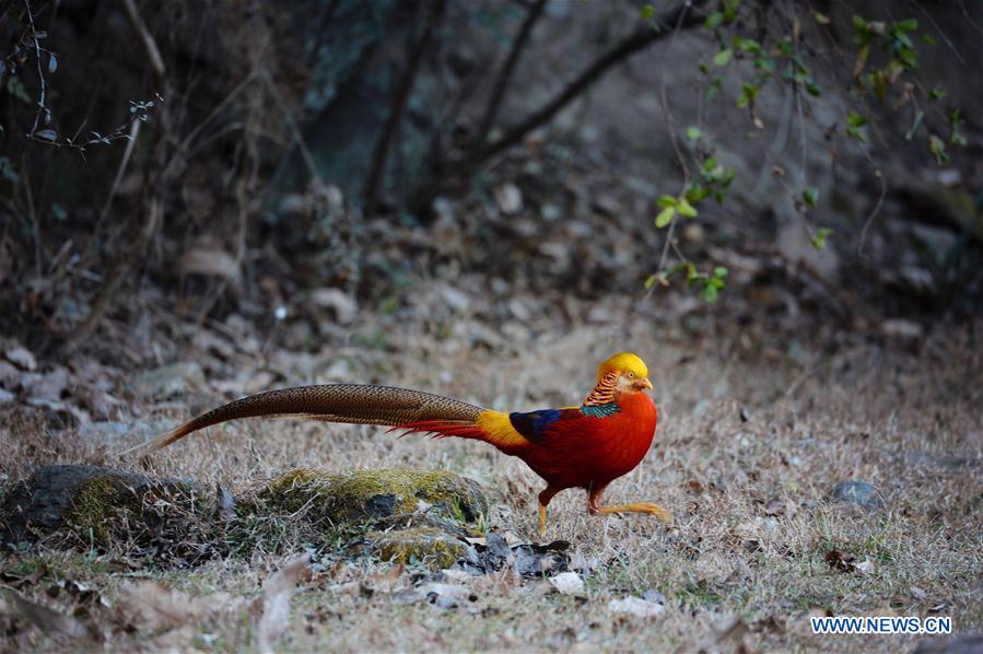 CHINA-SHAANXI-GOLDEN PHEASANT (CN)