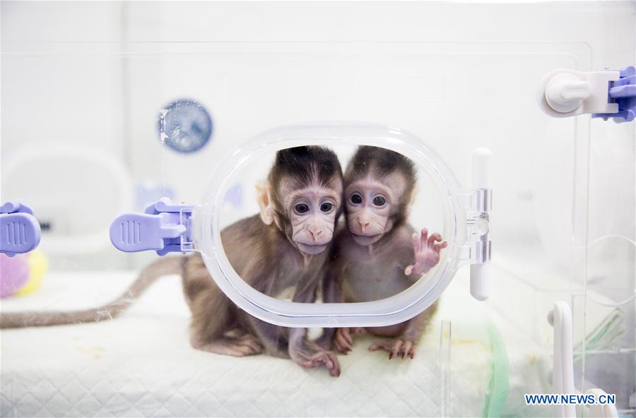 CHINA-BEIJING-CLONED MACAQUES-SUCCESS (CN)