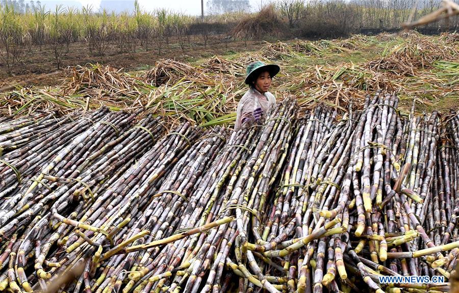 CHINA-GUANGXI-RONGSHUI-SUGARCANE HARVESTING (CN)