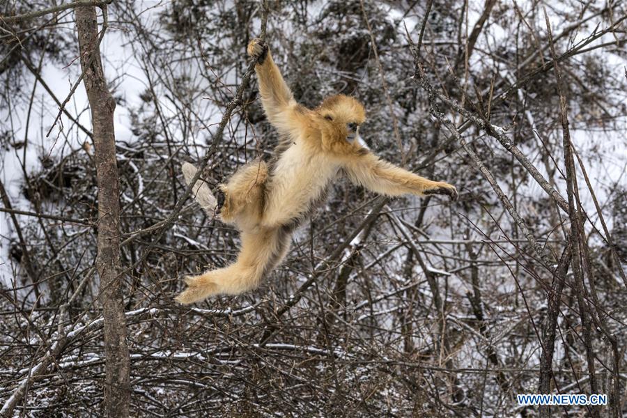 CHINA-HUBEI-SHENNONGJIA-GOLDEN MONKEY (CN)