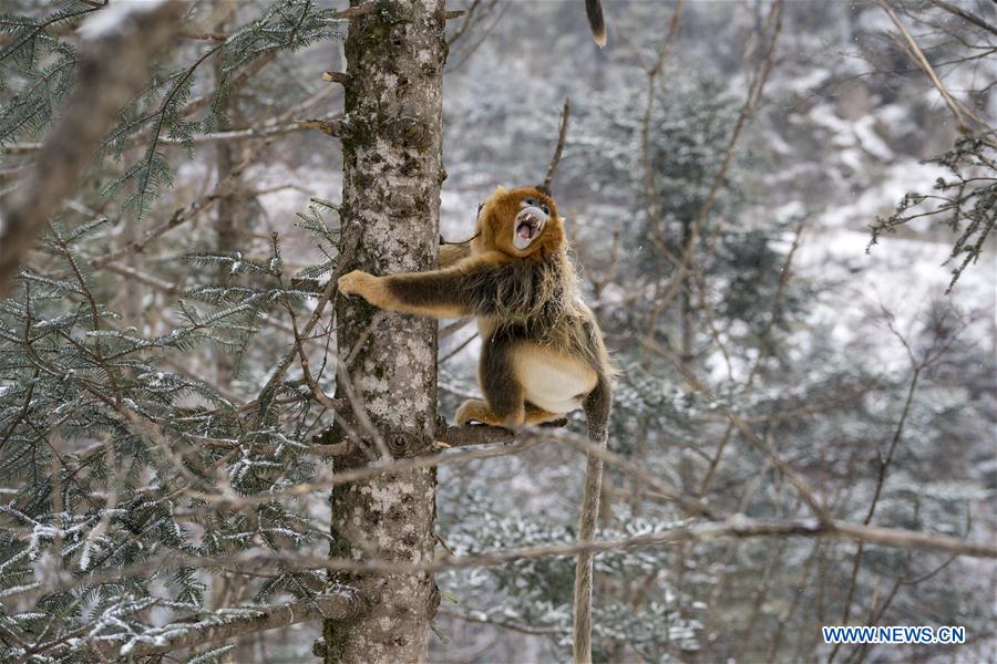 CHINA-HUBEI-SHENNONGJIA-GOLDEN MONKEY (CN)