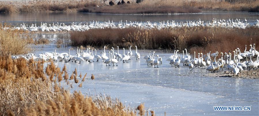 CHINA-HENAN-SANMENXIA-SWAN (CN)