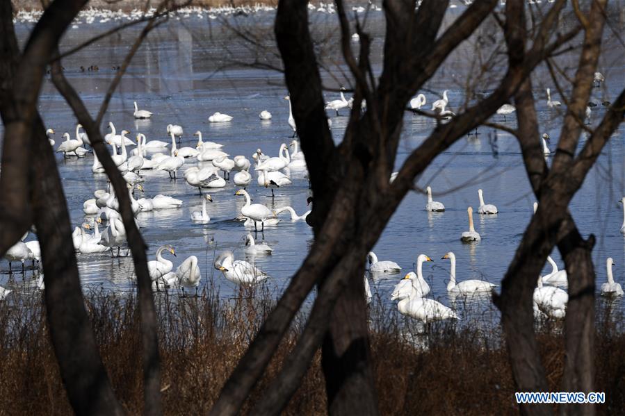 CHINA-HENAN-SANMENXIA-SWAN (CN)