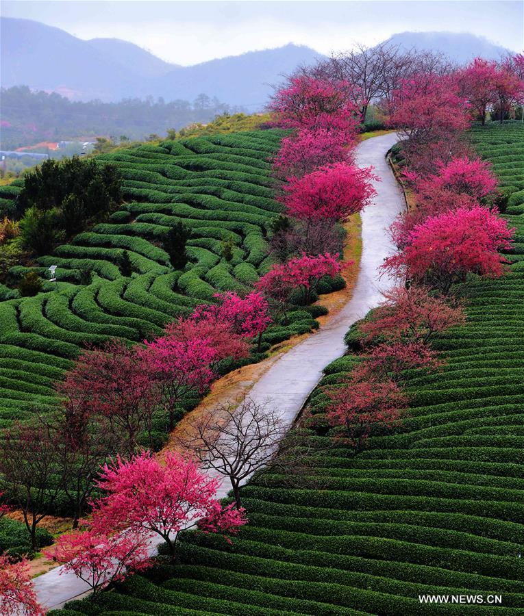 CHINA-FUJIAN-ZHANGPING-CHERRY BLOSSOM (CN)