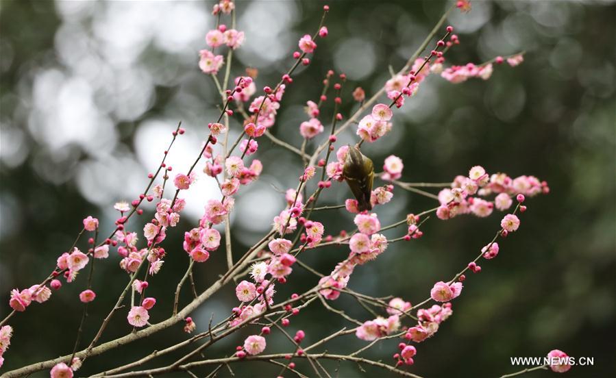 #CHINA-BEGINNING OF SPRING-FLOWER(CN) 