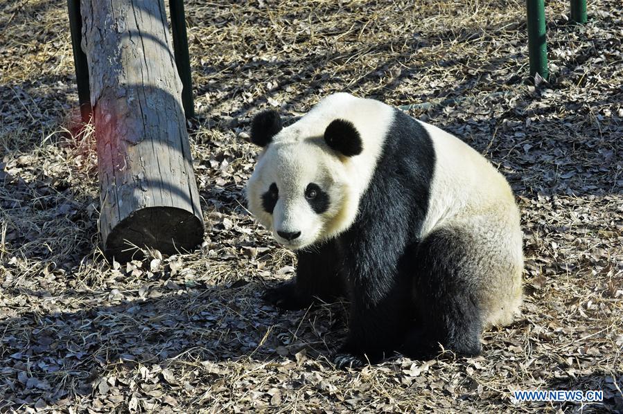 #CHINA-TIANJIN-GIANT PANDA(CN)