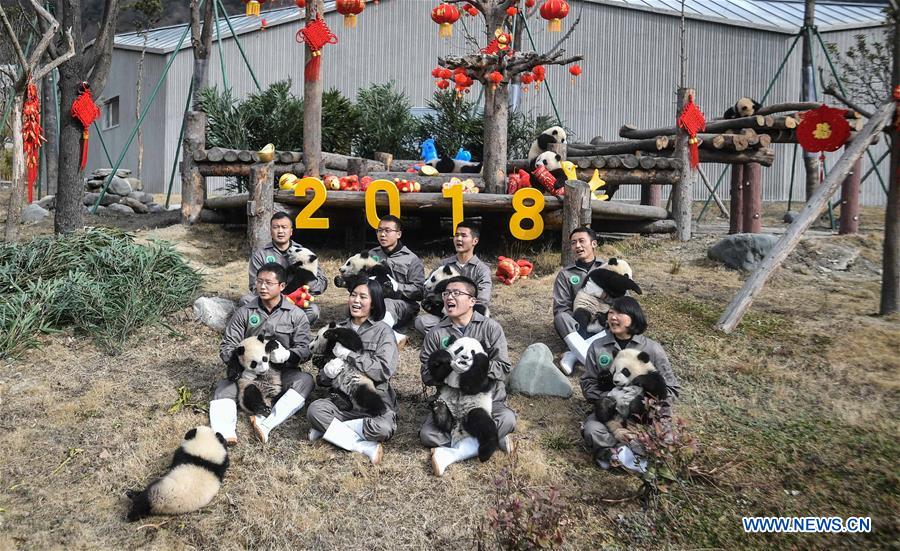 CHINA-SICHUAN-GIANT PANDA-SPRING FESTIVAL (CN)