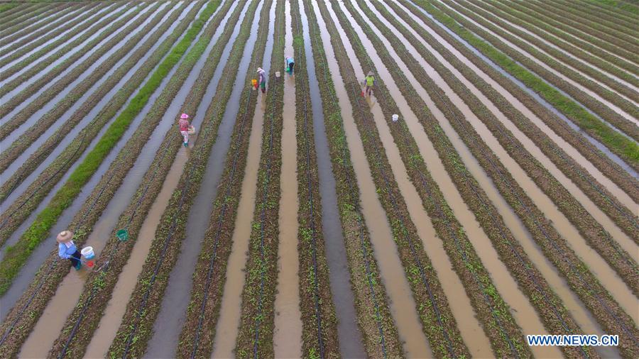 #CHINA-RURAL AREAS-FARM WORK (CN)