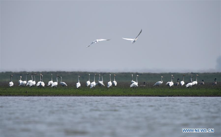 CHINA-HUNAN-EAST DONGTING LAKE-MIGRANT BIRDS (CN)