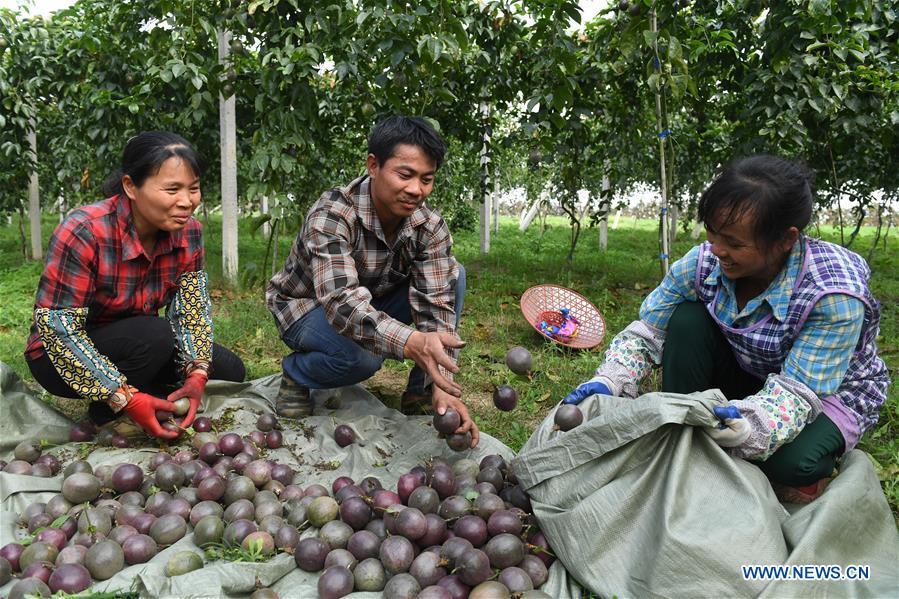 CHINA-GUANGXI-AGRICULTURE-PASSION FRUIT-HARVEST (CN)