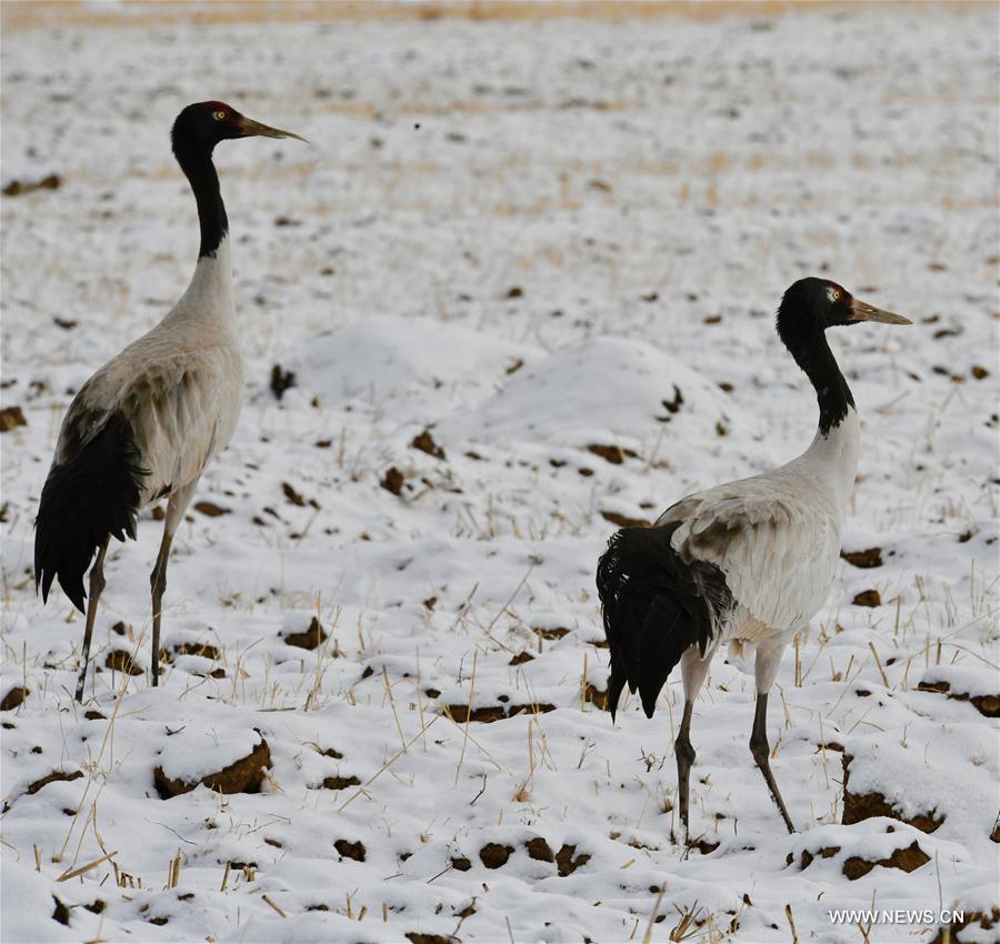 CHINA-TIBET-BLACK-NECKED CRANES (CN)