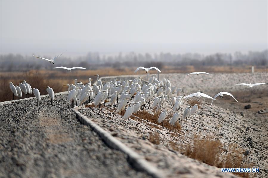 CHINA-GANSU-EGRETS (CN)