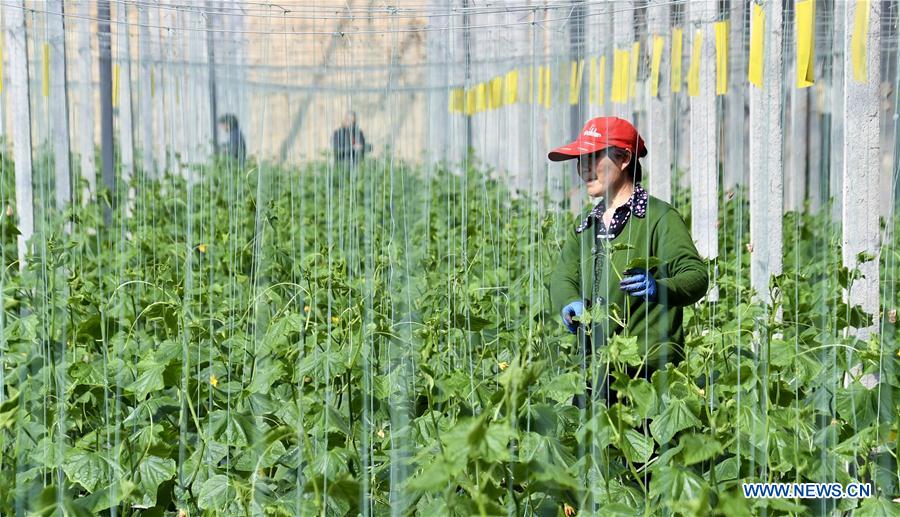 CHINA-BEIJING-AGRICULTURE-GREENHOUSE (CN)