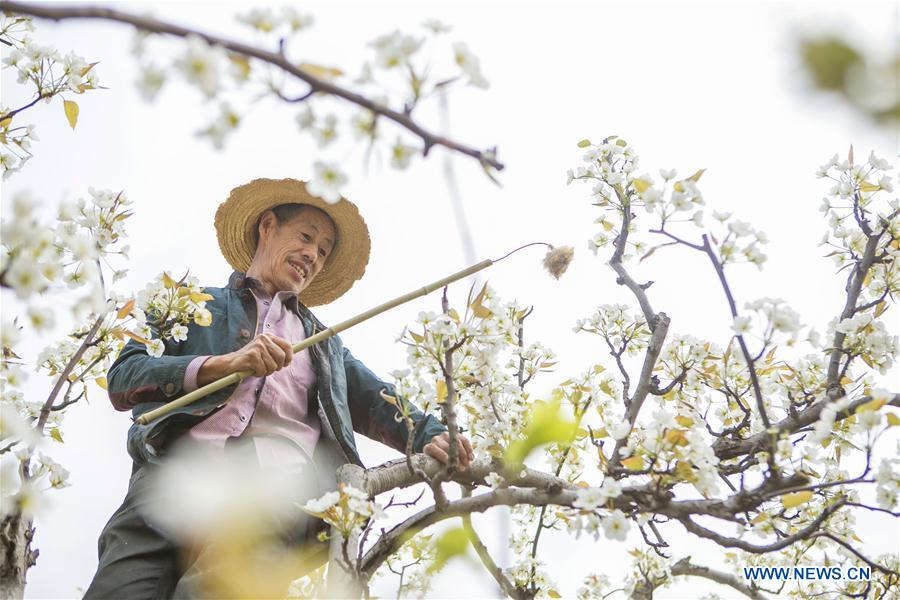 CHINA-SICHUAN-PEAR BLOSSOM-TOURISM (CN)