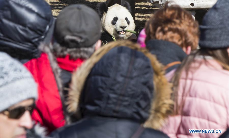 CANADA-TORONTO-PANDA-FAREWELL