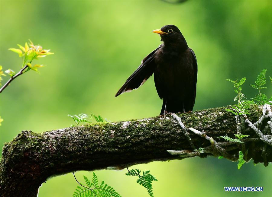 CHINA-FUJIAN-TREE-BIRD (CN)