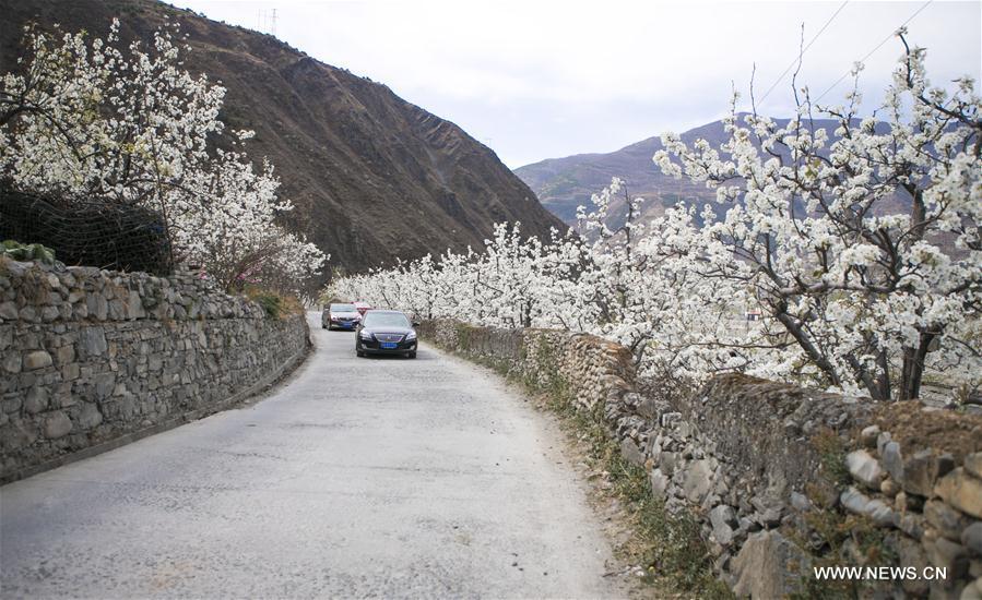 CHINA-SICHUAN-PEAR BLOSSOMS (CN)