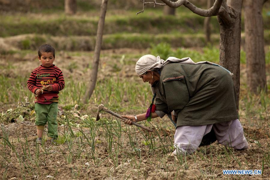 INDIAN-CONTROLLED KASHMIR-SRINAGAR-FARMING