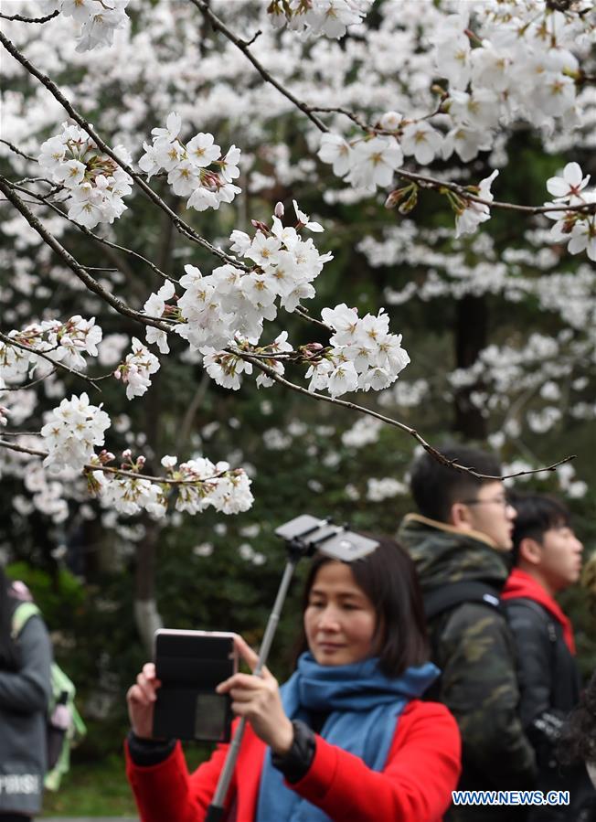 CHINA-NANJING-CHERRY BLOSSOM(CN)