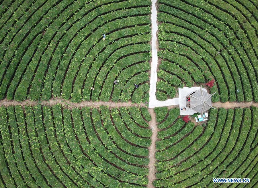 #CHINA-GUIZHOU-ANSHUN-TEA GARDEN (CN*)