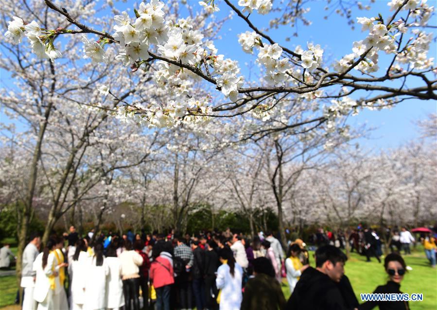 #CHINA-JIANGSU-CHERRY BLOSSOM (CN)