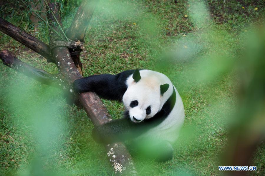 INDONESIA-BOGOR-GIANT PANDA