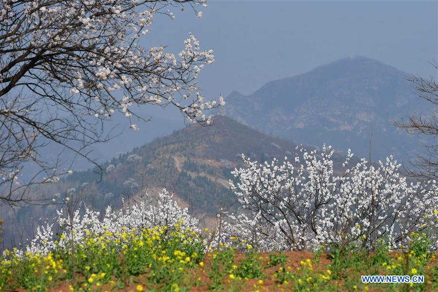 CHINA-HENAN-ALMOND BLOSSOM-TOURISM (CN)