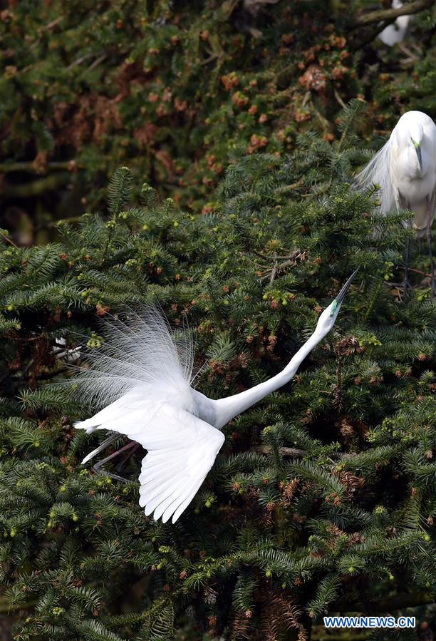 CHINA-JIANGXI-EGRETS (CN)