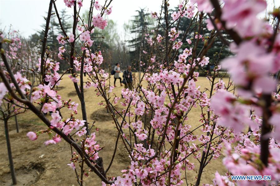 CHINA-BEIJING-CHERRY BLOSSOM (CN)