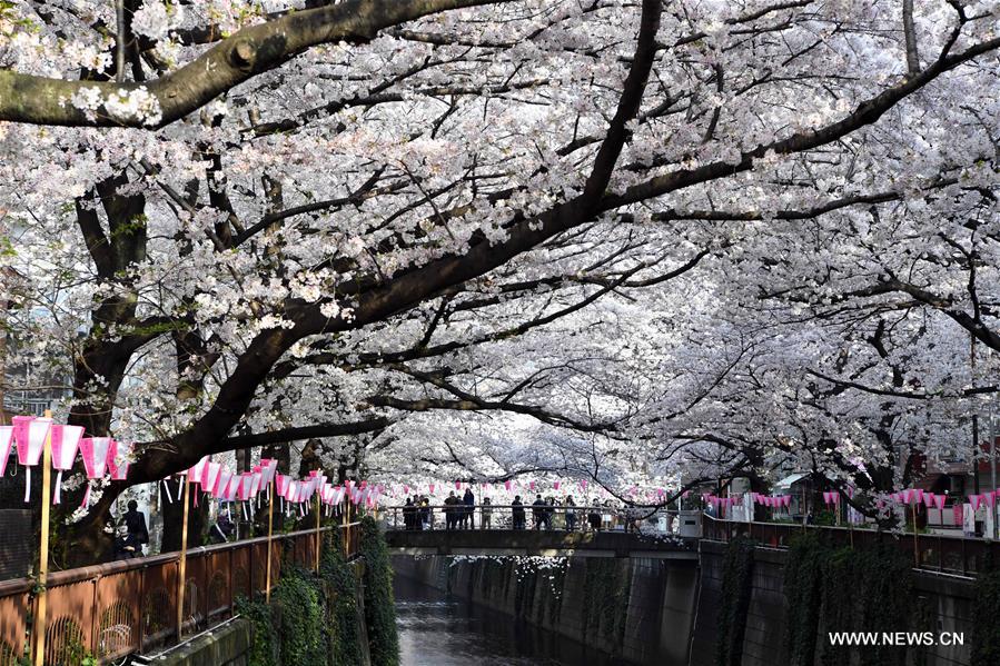 JAPAN-TOKYO-CHERRY BLOSSOMS