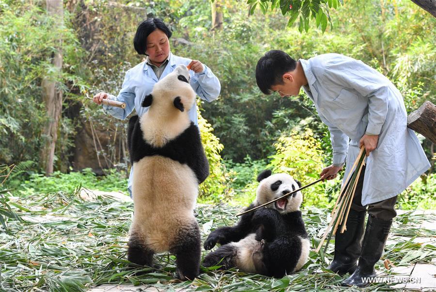 CHINA-GUANGZHOU-GIANT PANDA TWINS (CN)