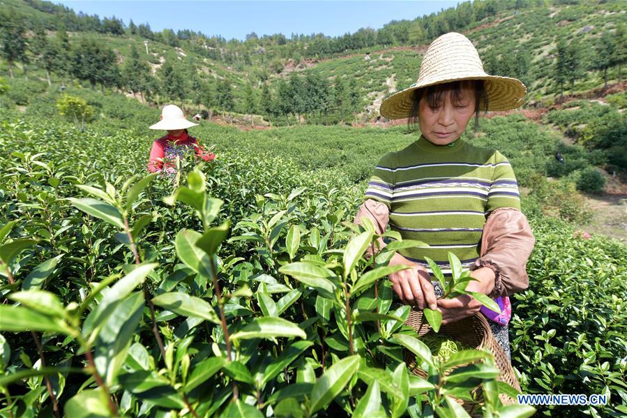 CHINA-JIANGXI-TEA GARDEN (CN)