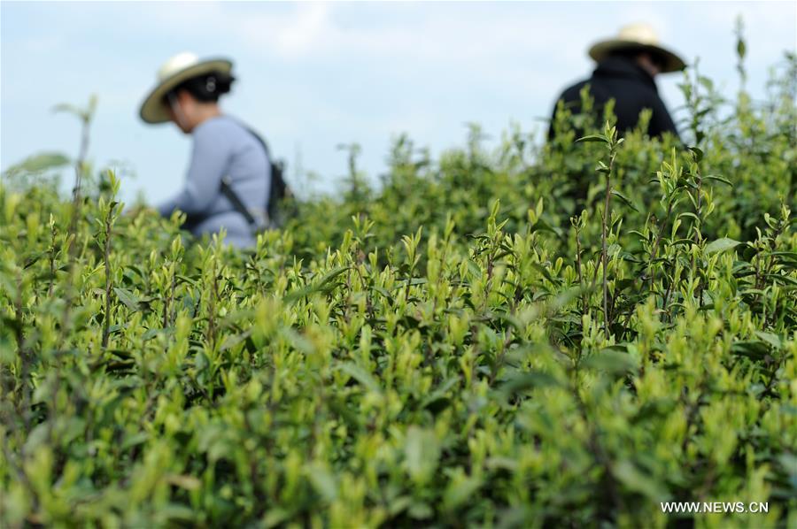 CHINA-GUIYANG-TEA PICKING (CN)