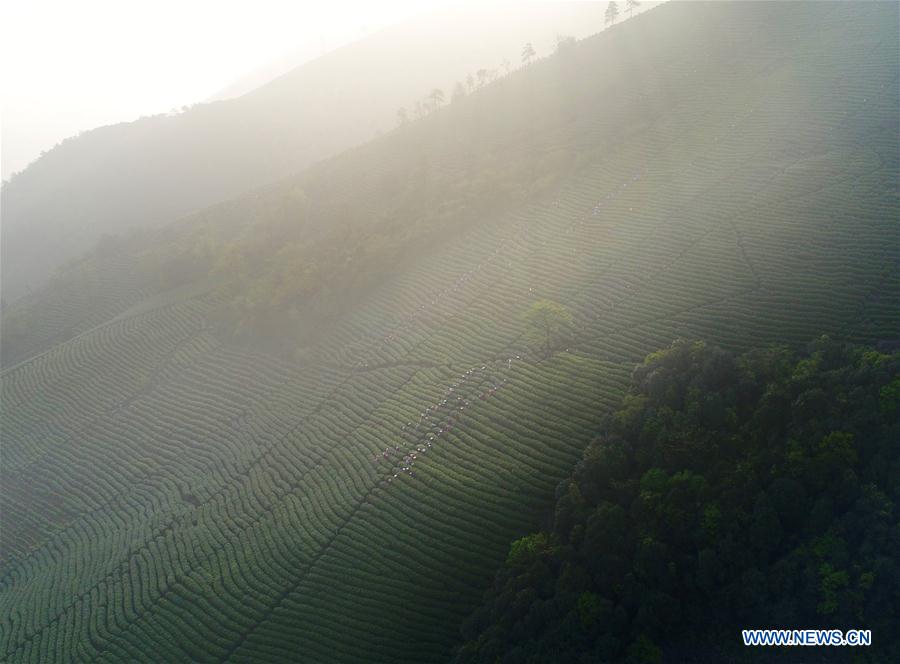 #CHINA-ZHEJIANG-ANJI-WHITE TEA-PICKING (CN)