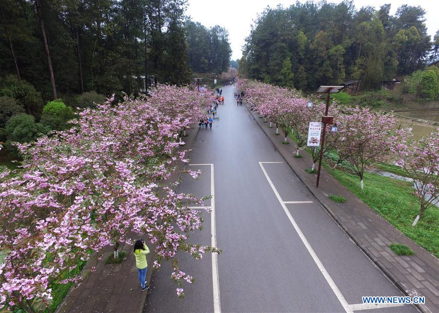 CHINA-CHONGQING-CHERRY BLOSSOMS (CN)