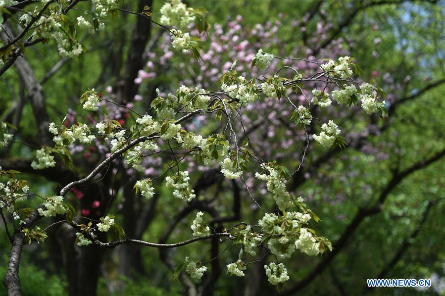 CHINA-HANGZHOU-WEST LAKE-CHERRY BLOSSOMS (CN)