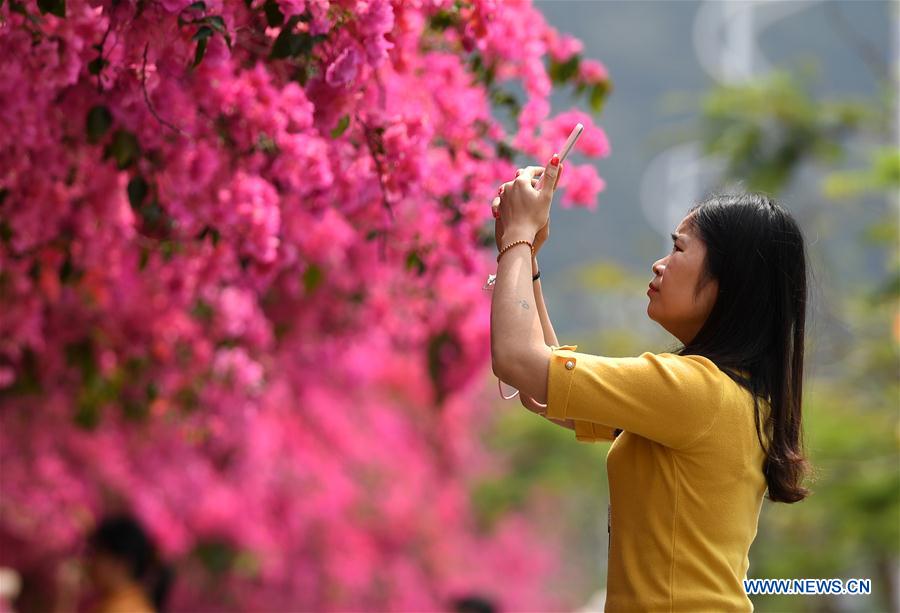 CHINA-NANNING-PLUM FLOWERS (CN)