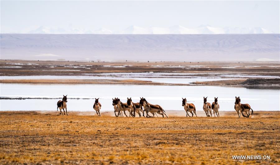 CHINA-XINJIANG-ALTUN MOUNTAINS-WILDLIFE-LANDSCAPE (CN)