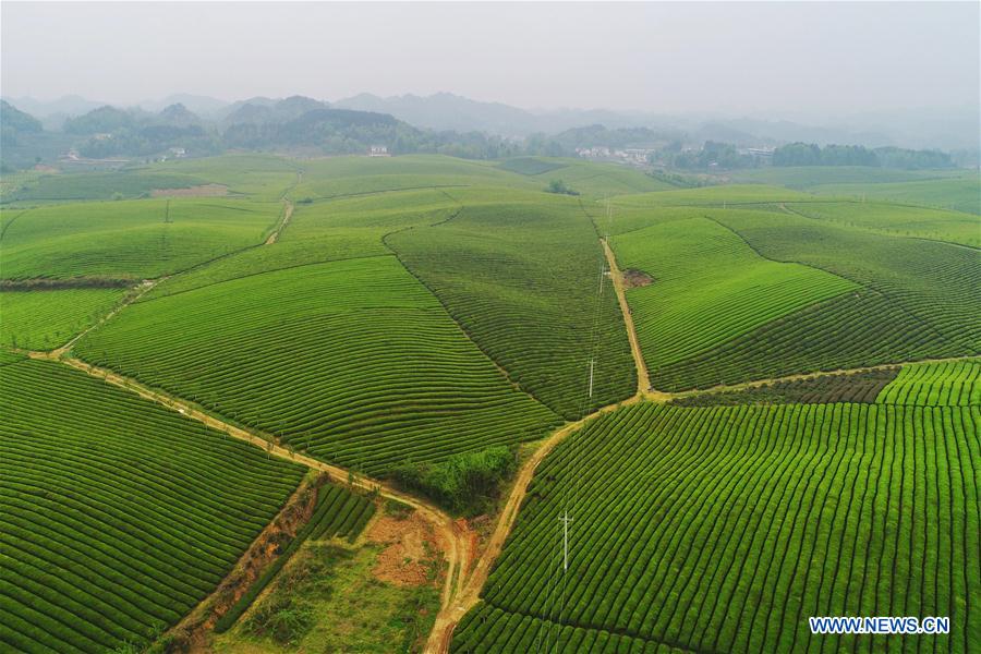 CHINA-MEITAN-TEA GARDEN(CN)