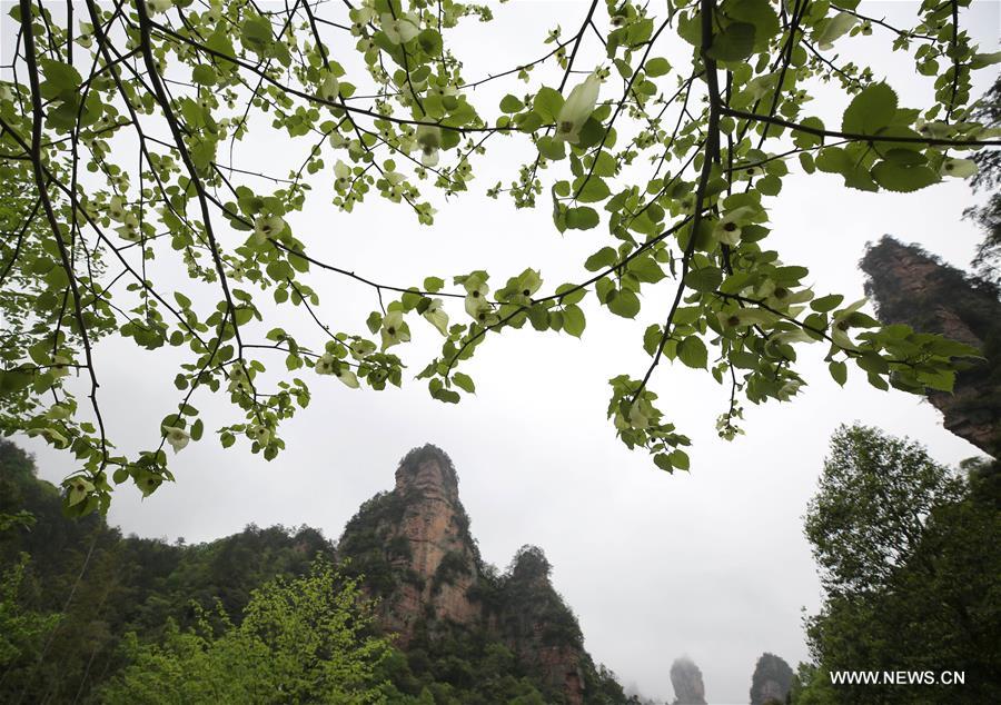 #CHINA-CHINESE DOVE TREE-FLOWERS (CN)