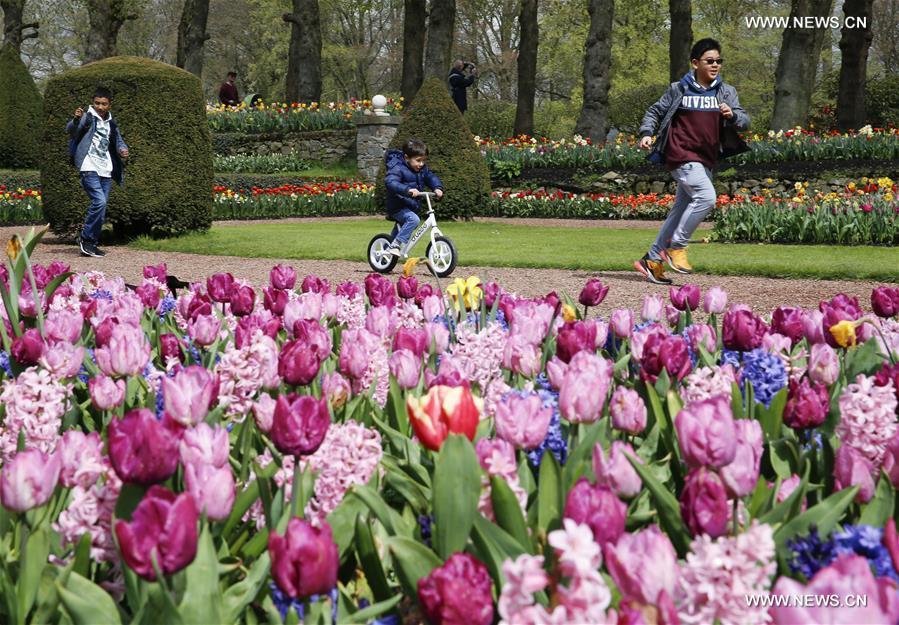 BELGIUM-BRUSSELS-SPRING-FLOWER-DALIYLIFE