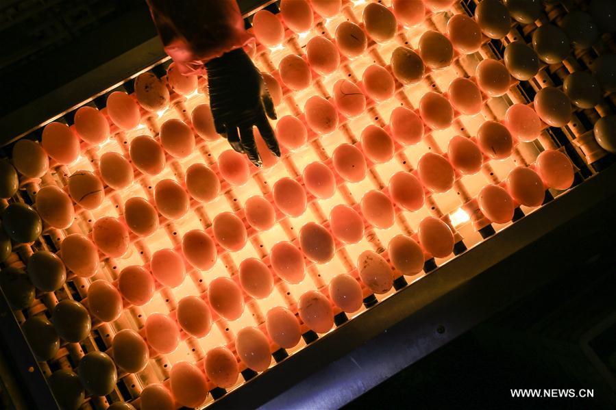 #CHINA-JIANGSU-SALTED DUCK EGGS INDUSTRY (CN)