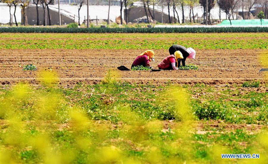 #CHINA-GUYU-FARM WORK(CN)