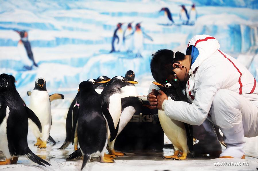 CHINA-HARBIN-PENGUIN-PERFORMANCE (CN)