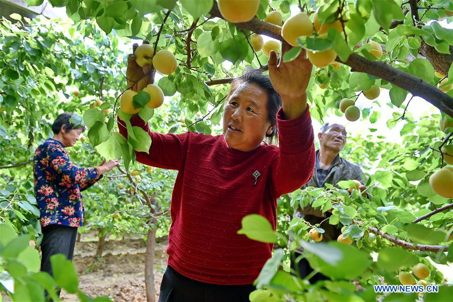 CHINA-SHANXI-APRICOTS-HARVEST (CN)